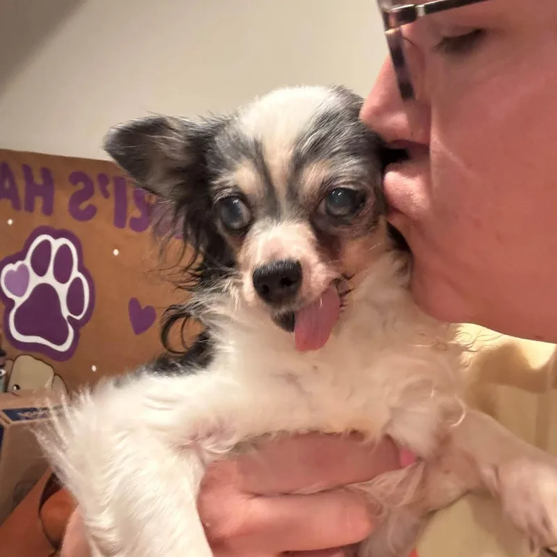 A senior small-sized female Black Papillon dog named Asha for adoption in Rockville, MD