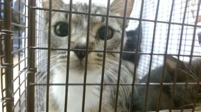 A young small-sized female Domestic Short Hair cat named Mommy for adoption in Miami, FL