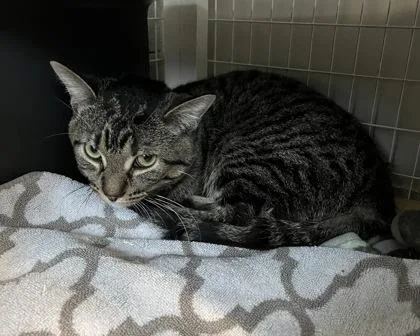 Mascarpone thumbnail 2