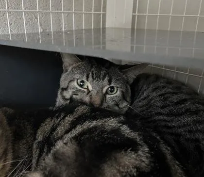 Mascarpone thumbnail 3