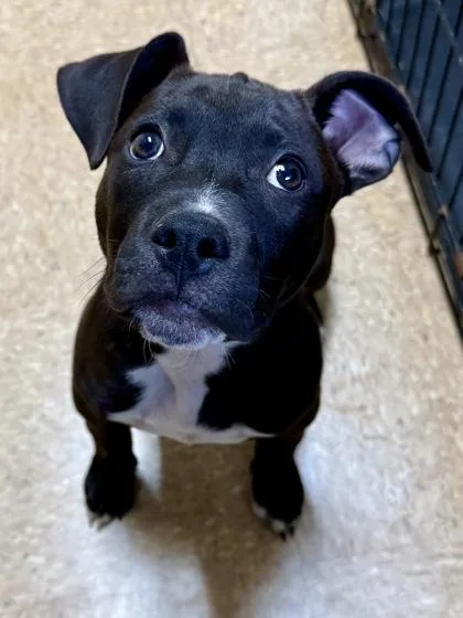 A young small-sized male Labrador Retriever dog named Shane for adoption in San Antonio, TX