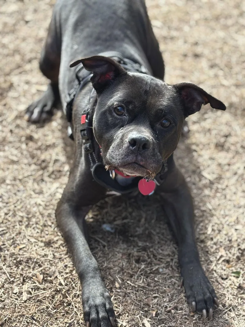 Dexter Lizman thumbnail 2