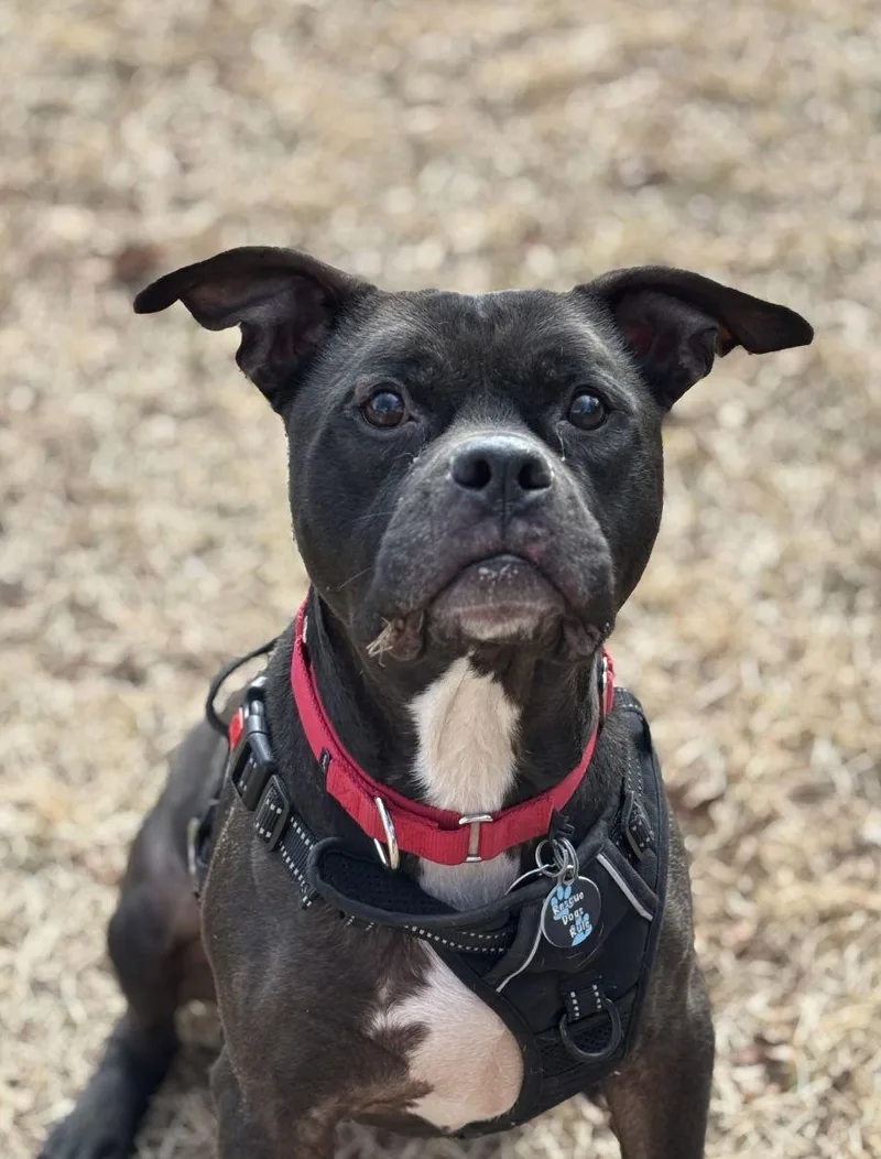 Dexter Lizman thumbnail 3