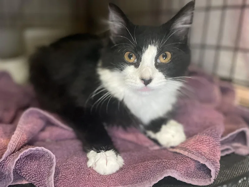 A young medium-sized male Black & White / Tuxedo Domestic Medium Hair cat named Cozy for adoption in Oxford, MS