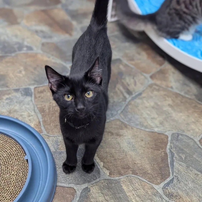 A young medium-sized male Domestic Short Hair cat named Crouton for adoption in McDonald, PA