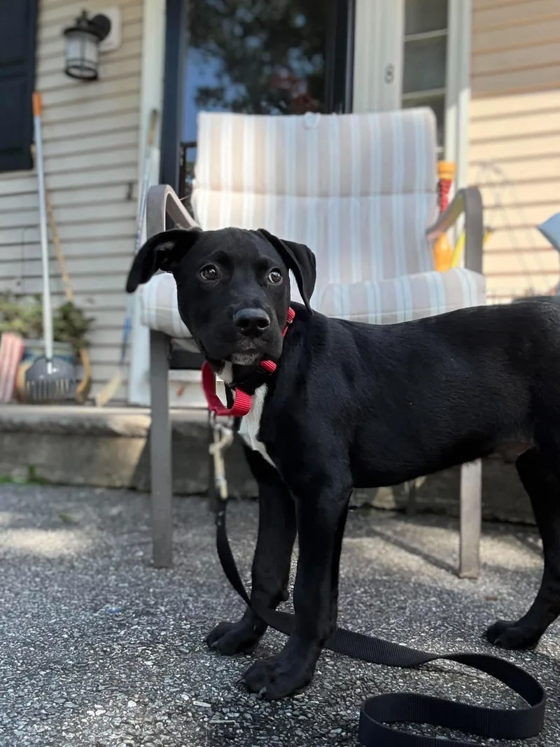A baby large-sized male Black Labrador Retriever dog named Scooba for adoption in Billerica, MA