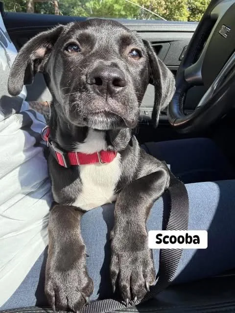 Scooba thumbnail 4