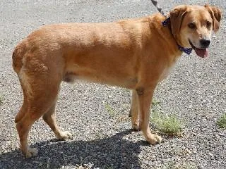 An adult large-sized male Red / Chestnut / Orange Labrador Retriever dog named Chance for adoption in Anaconda, MT