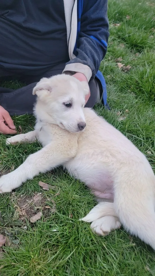 A baby extra large-sized male Apricot / Beige Great Pyrenees dog named Lenny for adoption