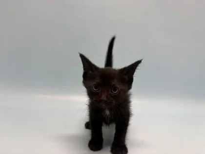 A baby small-sized female Domestic Short Hair cat named Boots for adoption in Golden Valley, MN