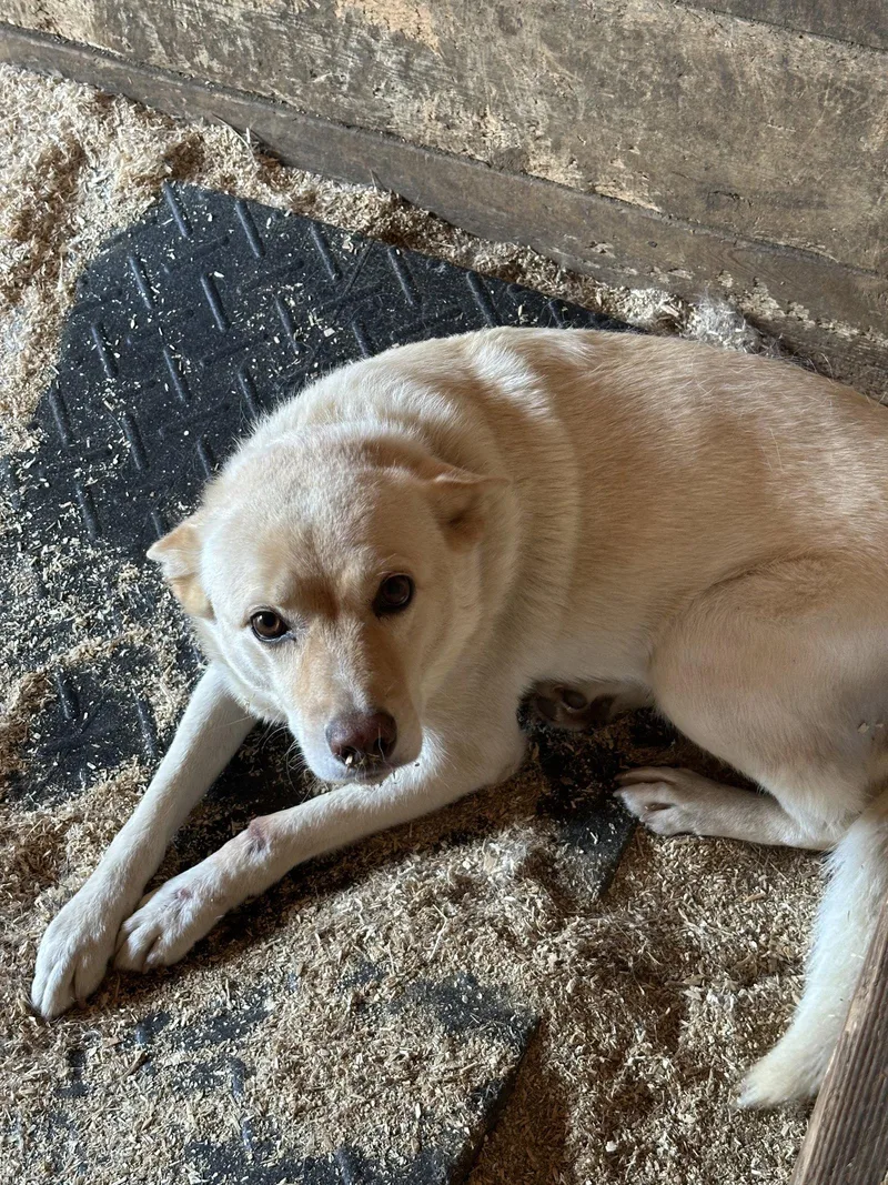 An adult medium-sized female Labrador Retriever dog named Izzy for adoption in Mouth Of Wilson, VA