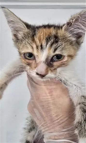 A baby small-sized female Domestic Short Hair cat named Liv for adoption in San Bernardino, CA