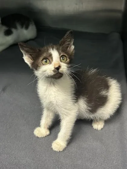An adult small-sized female Domestic Short Hair cat named Twinkles for adoption in Spruce Pine, NC