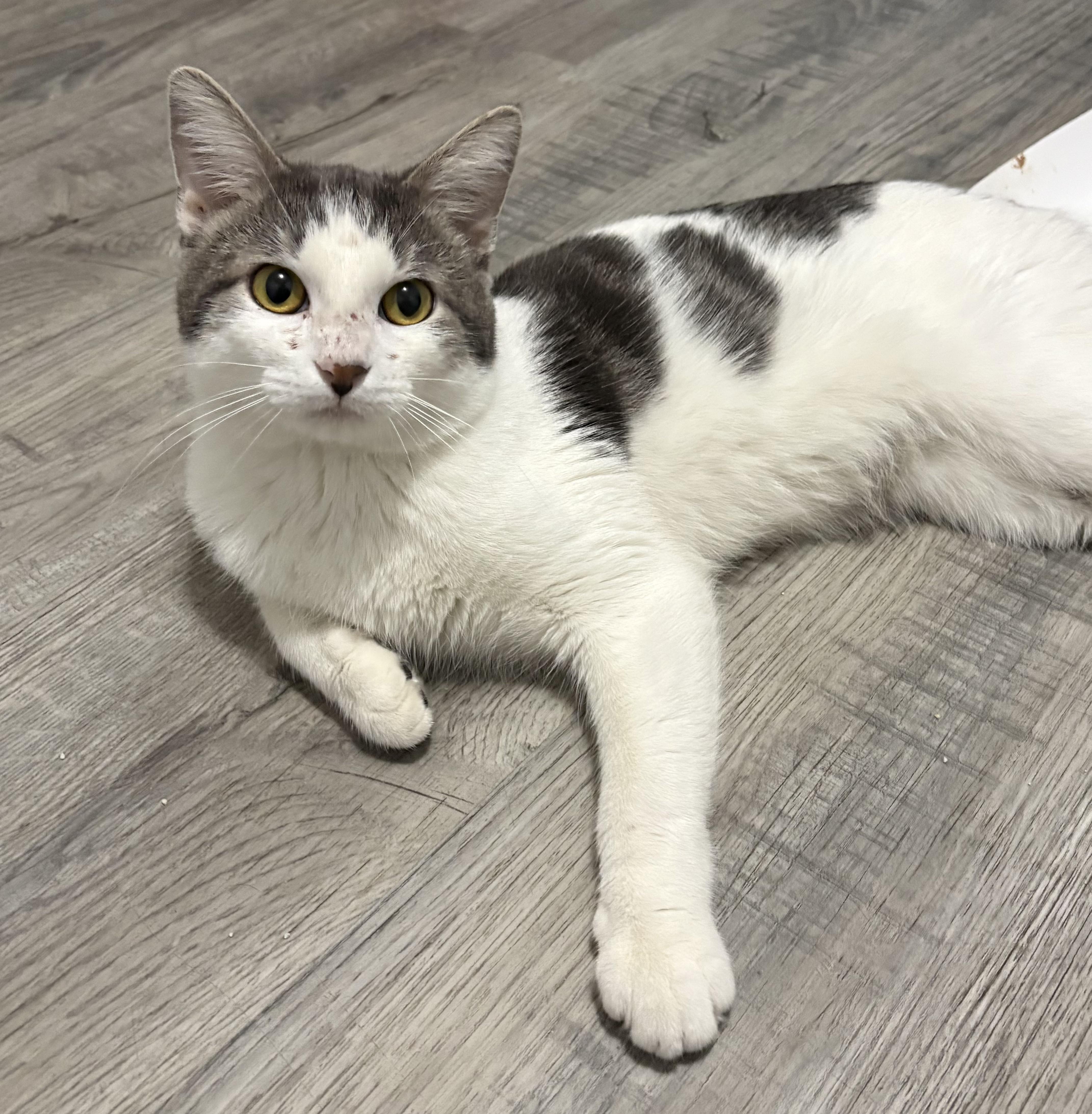 A young medium-sized male Gray & White American Shorthair cat named Chevy for adoption in Wadsworth, IL