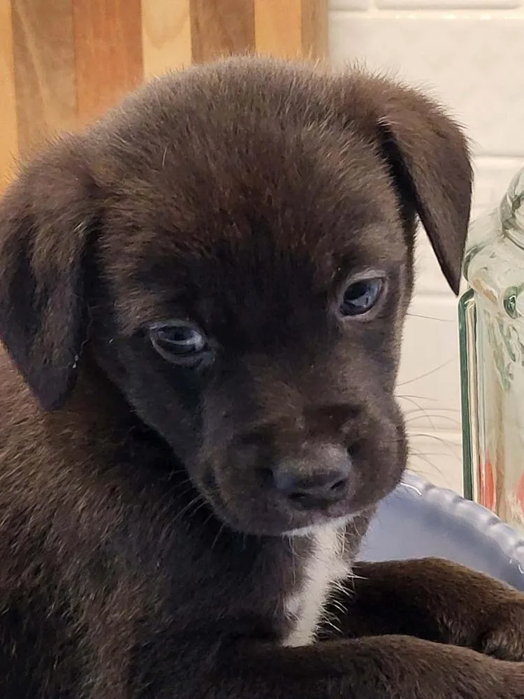 A baby medium-sized male Gray / Blue / Silver Border Collie dog named Oofos for adoption in Pottstown, PA