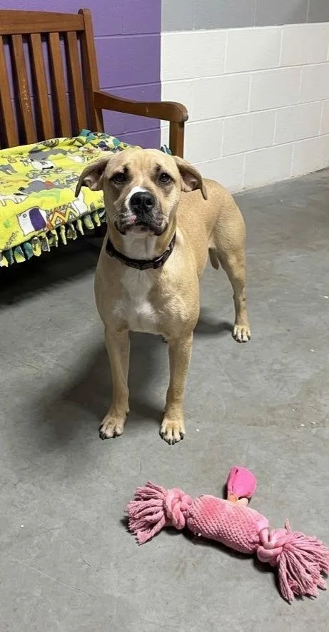 A young medium-sized female Labrador Retriever dog named Sandy for adoption in North Prairie, WI