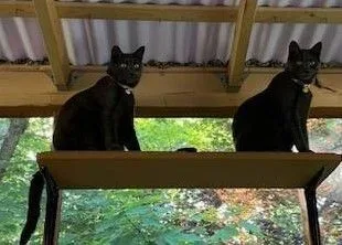 Hannah And Gracie thumbnail 3