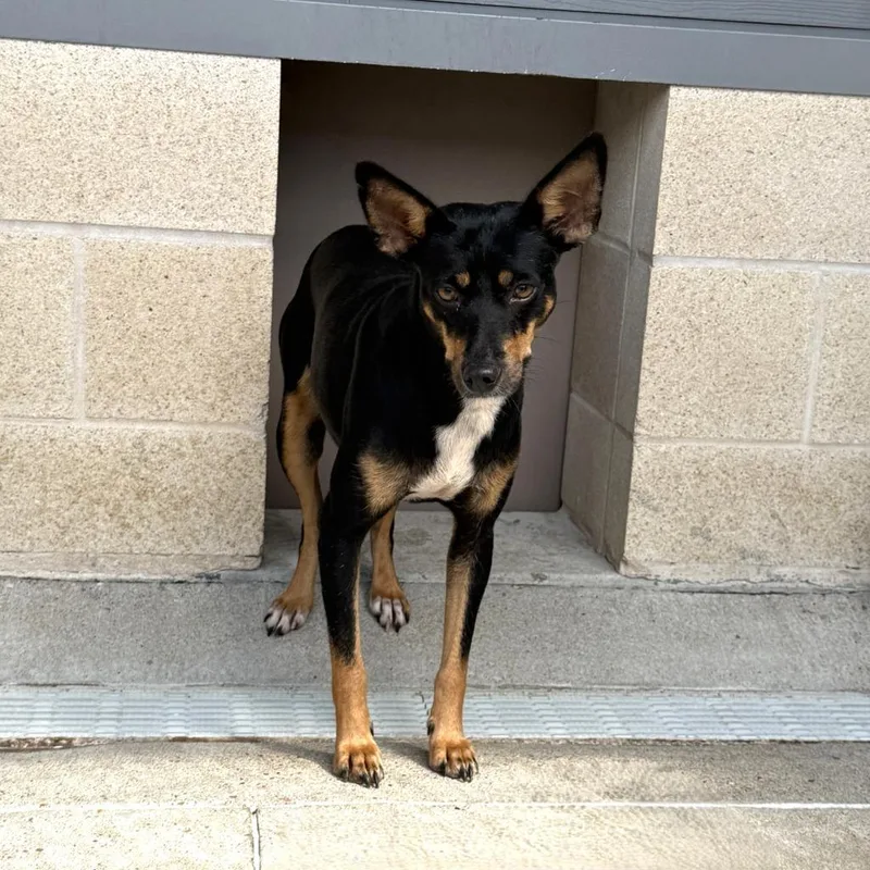 A young medium-sized female Mixed Breed dog named Abby for adoption in Brenham, TX