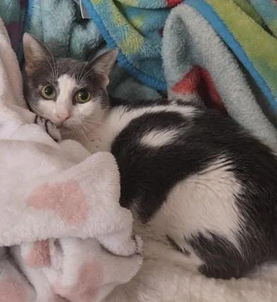An adult medium-sized male Gray & White Domestic Short Hair cat named Jimbo for adoption in Liverpool, TX