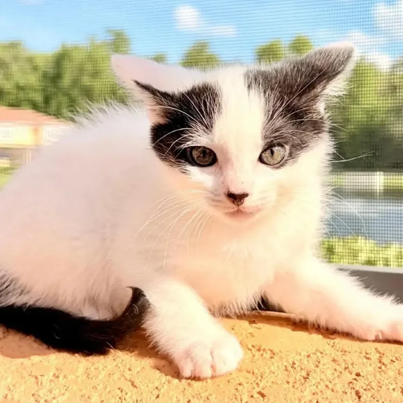 A baby small-sized female White Domestic Short Hair cat named Inkpot for adoption in Orlando, FL