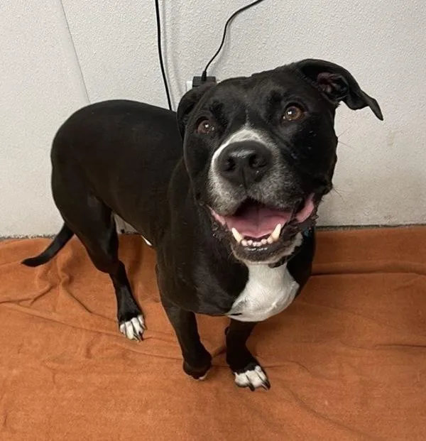An adult large-sized male Pit Bull Terrier dog named Charlie Chaplin for adoption in Escondido, CA