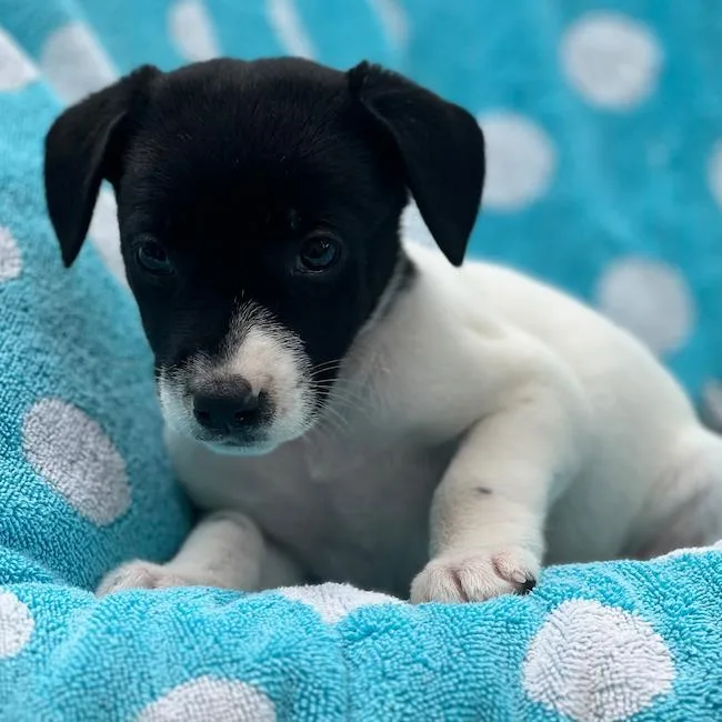 A baby large-sized female Shepherd dog named Prada Pup  Blunt for adoption in San Diego, CA