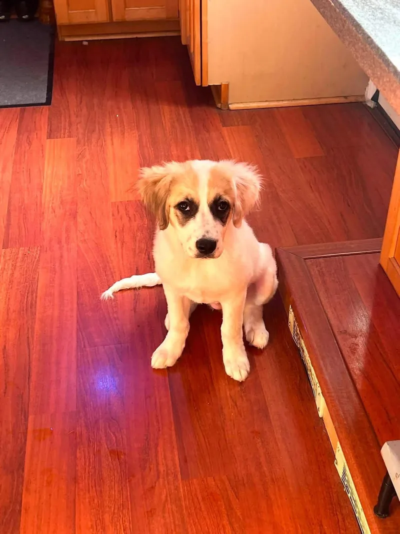 A young extra large-sized female Great Pyrenees dog named Darla for adoption in Springville, NY