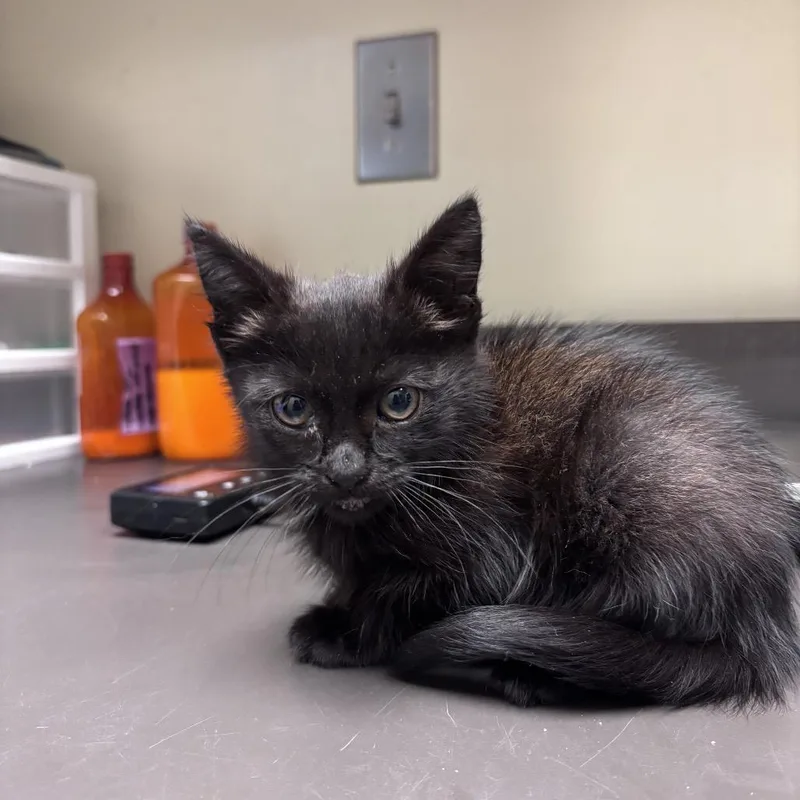 A baby small-sized female Black Domestic Short Hair cat named StrayBrennanRoad for adoption in Columbus, GA