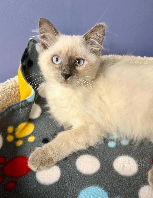 A baby medium-sized male Cream / Ivory Siamese cat named Wendell for adoption in Belton, MO