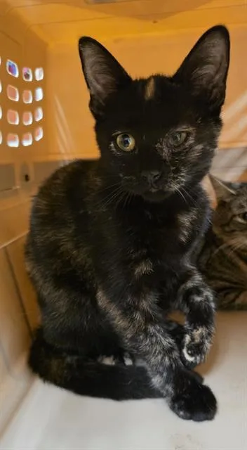 A baby small-sized female Domestic Short Hair cat named Ebony for adoption in Aliquippa, PA