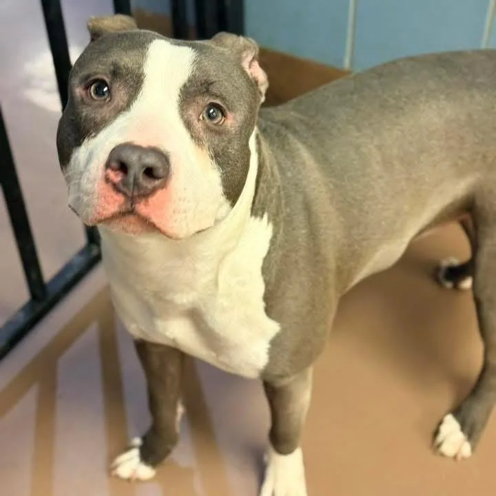 Gaultier ~ Coming Soon!!!