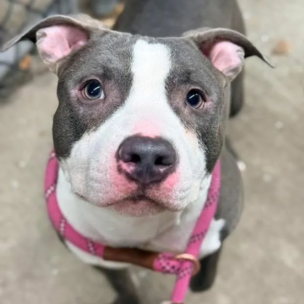 Gaultier ~ Coming Soon!!! thumbnail 2