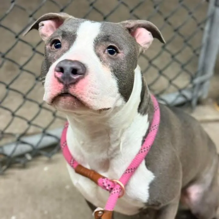 Gaultier ~ Coming Soon!!! thumbnail 3