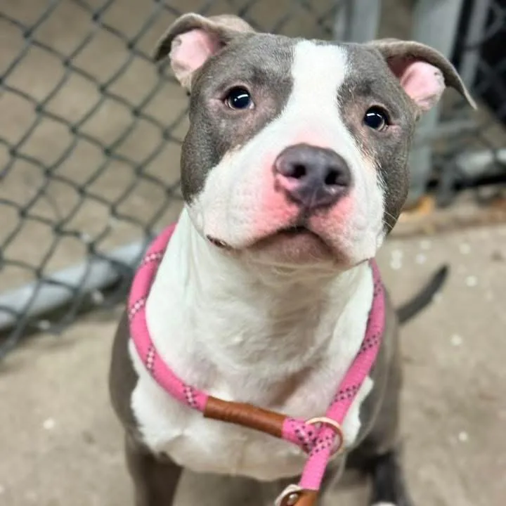 Gaultier ~ Coming Soon!!! thumbnail 5