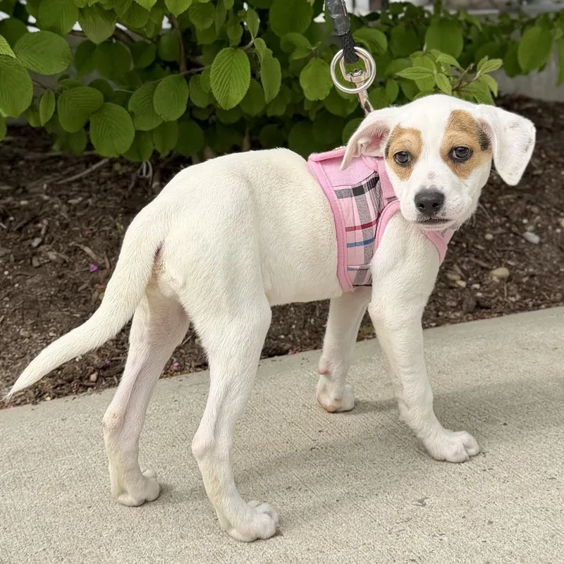 A baby small-sized female White / Cream Terrier dog named Zeppole for adoption in East Hampton, NY