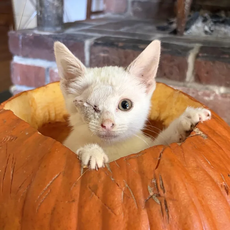 A baby small-sized female White Domestic Short Hair cat named Iris for adoption in Scituate, MA