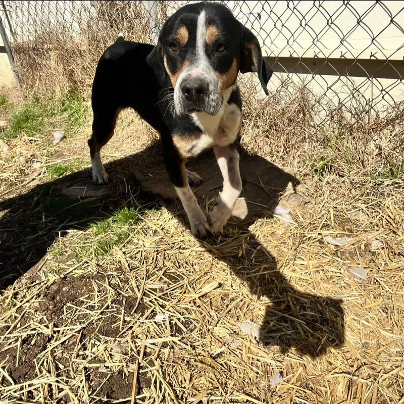 A young medium-sized female Hound dog named Jenna for adoption in Shreveport, LA