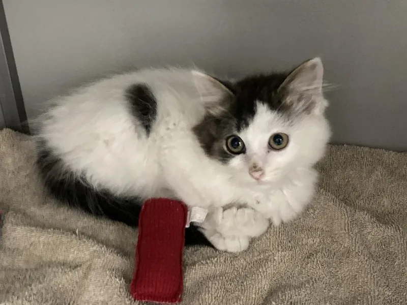 A baby small-sized male Black & White / Tuxedo Domestic Medium Hair cat named Onion for adoption in Anoka, MN