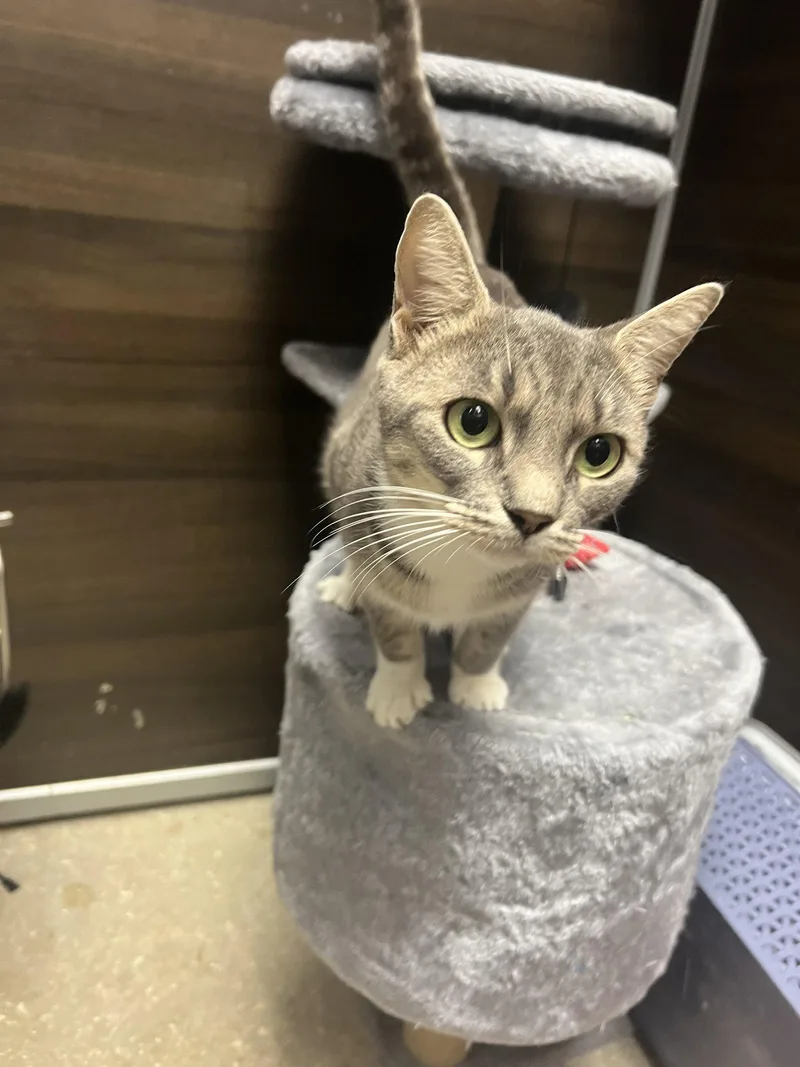 A young medium-sized female Tabby cat named Chapparita for adoption in Naples, FL