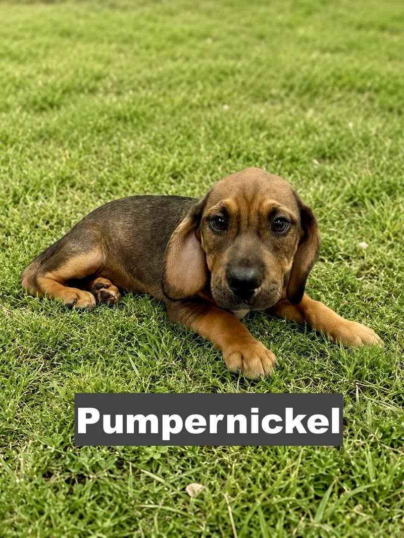 A baby medium-sized male Brown / Chocolate Beagle dog named Pumpernickel for adoption in Paramus, NJ