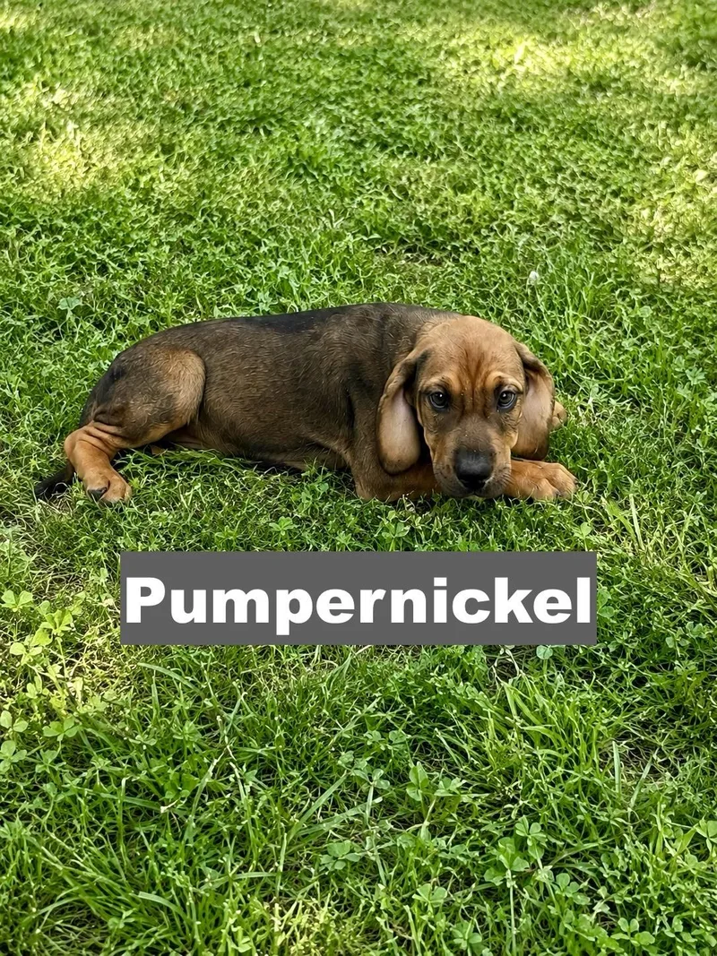 Pumpernickel thumbnail 2
