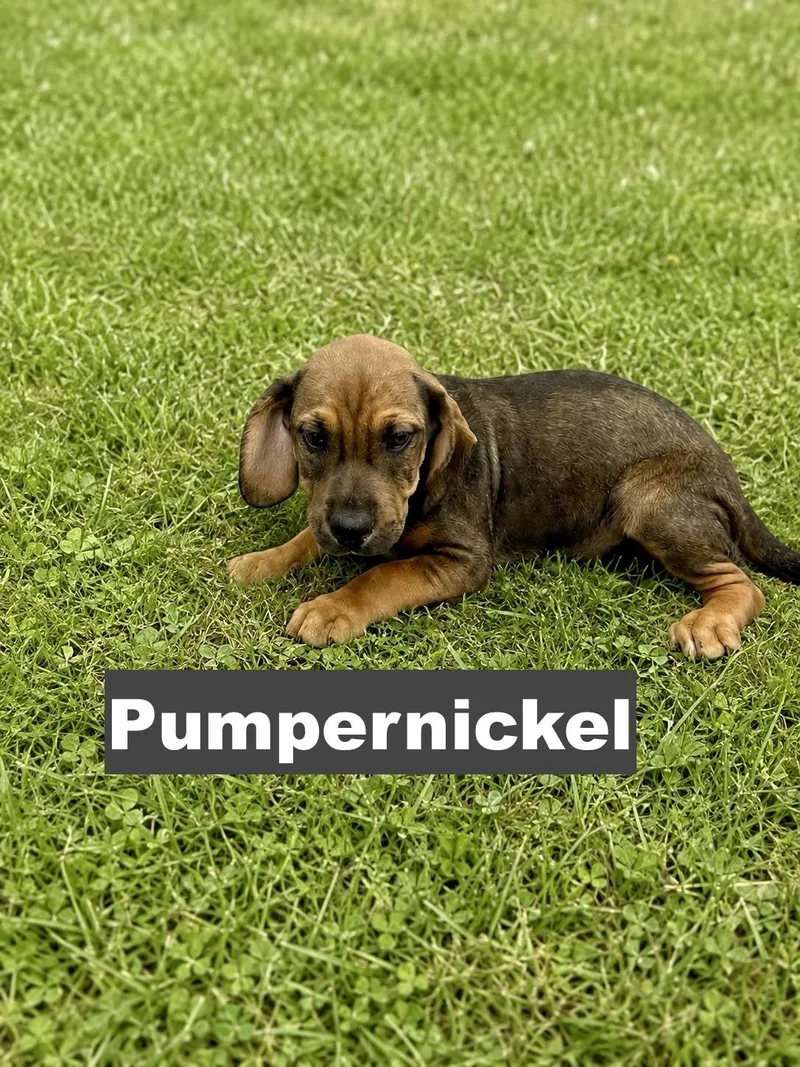 Pumpernickel thumbnail 3