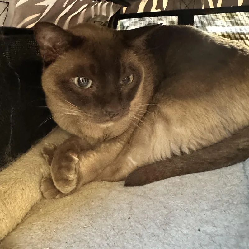 A senior medium-sized male Brown / Chocolate Siamese cat named Haymish and Isla Contact for adoption in Sherman Oaks, CA