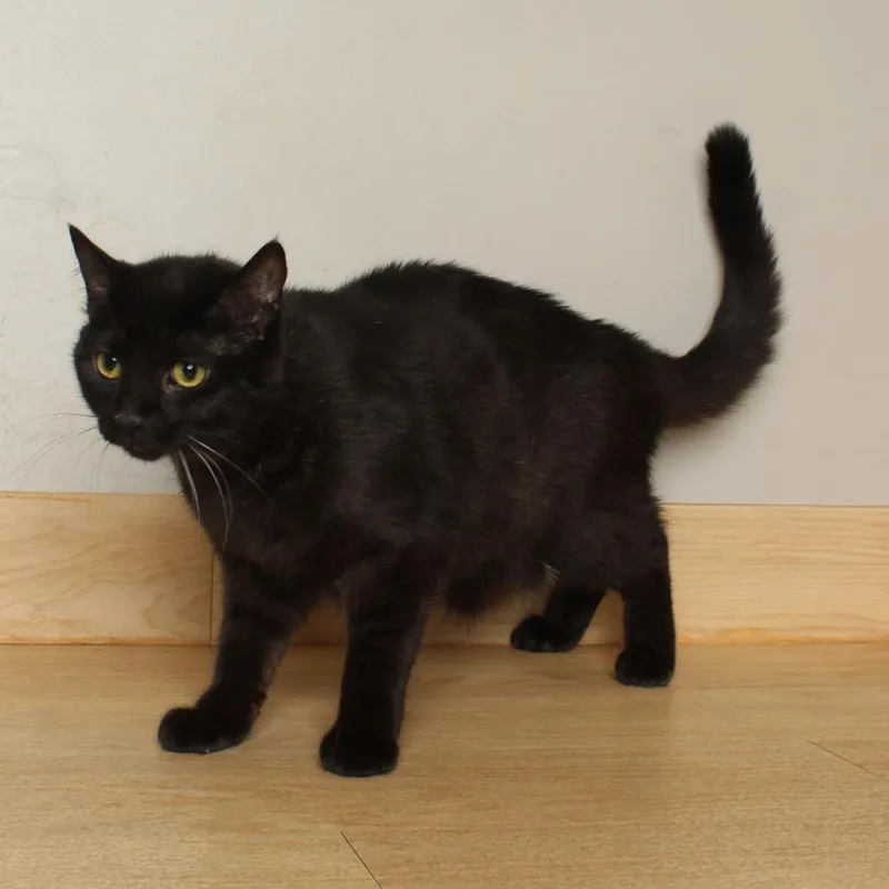 An adult large-sized female Black Domestic Short Hair cat named Lucy C for adoption in Minnetonka, MN