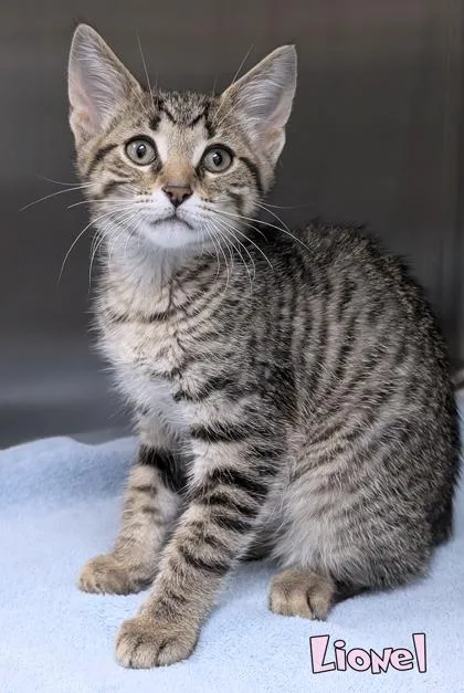 A baby small-sized male Domestic Short Hair cat named Lionel for adoption in Mason, MI
