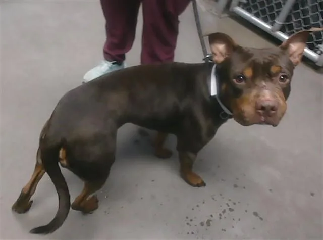 A young large-sized male Pit Bull Terrier dog named Mac for adoption in Phoenix, AZ