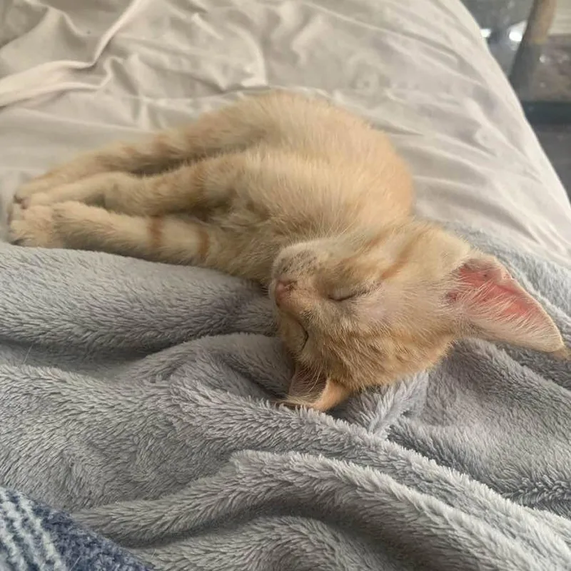 A baby small-sized male Orange / Red Domestic Short Hair cat named Elliot for adoption in Houston, TX