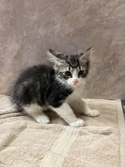 A baby small-sized male Domestic Long Hair cat named 99 for adoption in Modesto, CA
