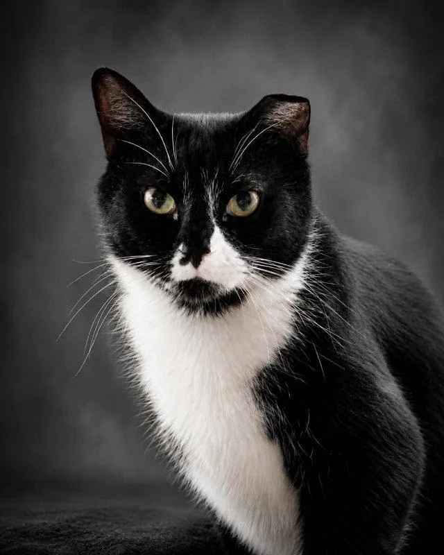 An adult medium-sized male Black & White / Tuxedo Domestic Short Hair cat named Henray for adoption in Gettysburg, PA