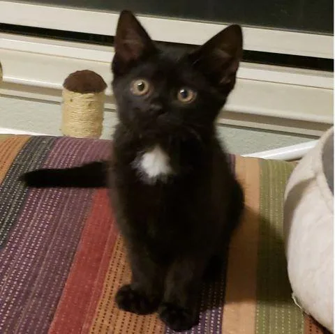 A baby medium-sized male Black Domestic Short Hair cat named Rebel for adoption in Fernley, NV